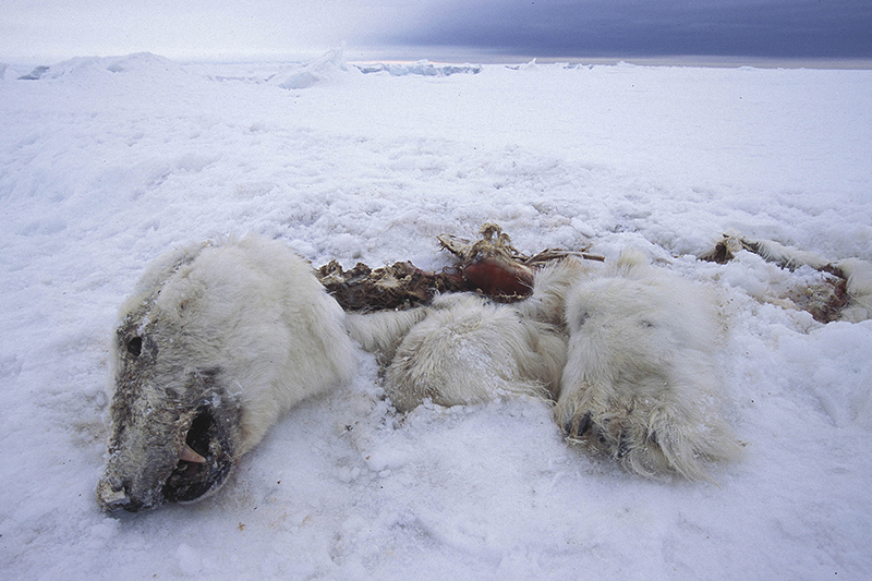 Dead Polar Bears resized