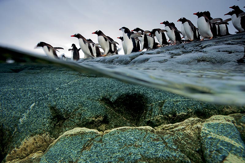 Going go sea, gentoo penguins, line up and quickly dive in together.