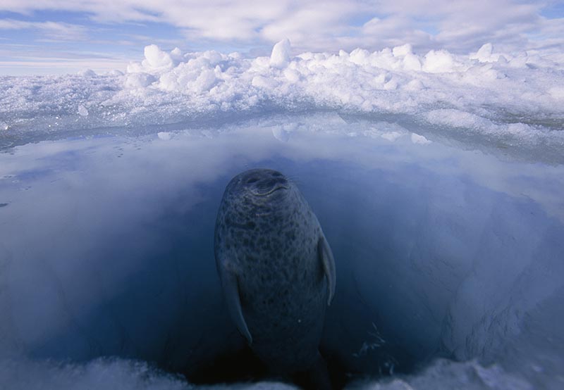 A ringed seal looks for polar bears while surfacing from its hole.