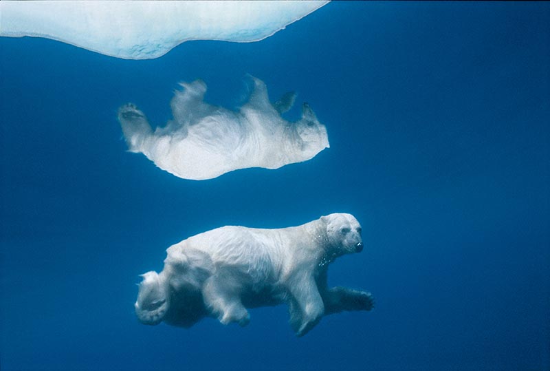 Its image mirrored in icy water, a polar bear swims submerged.
