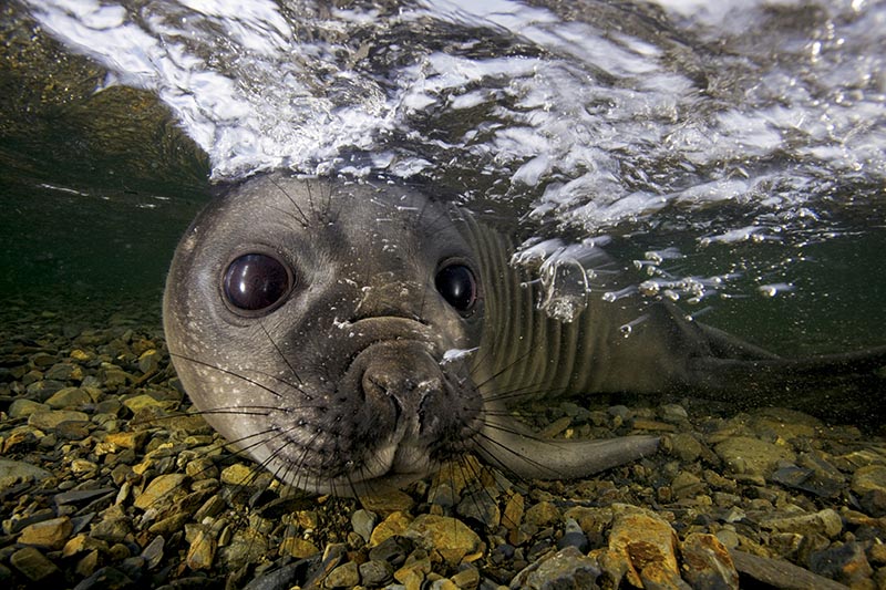 An elephant seal pup plays in a freshwater stream.