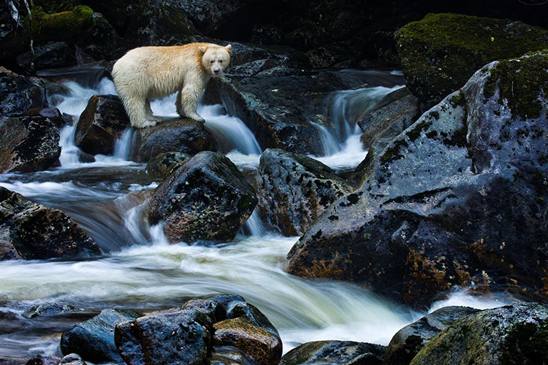 A kermode bear, a black bear born with white fur, perches on a rock.
