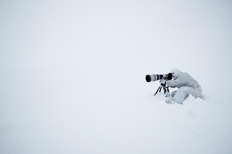 Blending in with the surroundings during a whiteout.