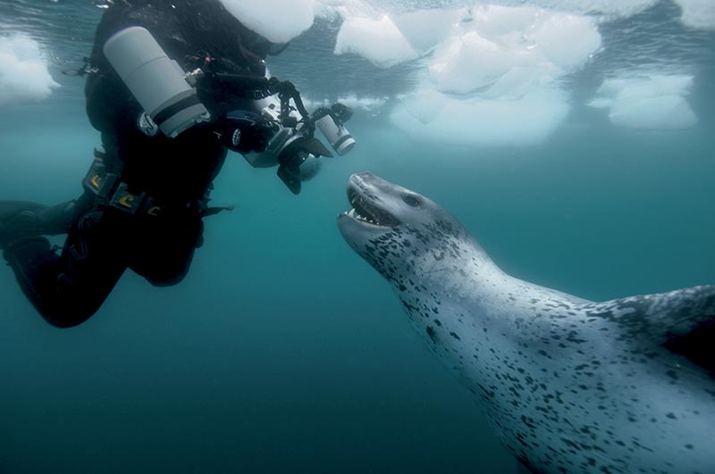 A photographer on assignment with a leopard seal.